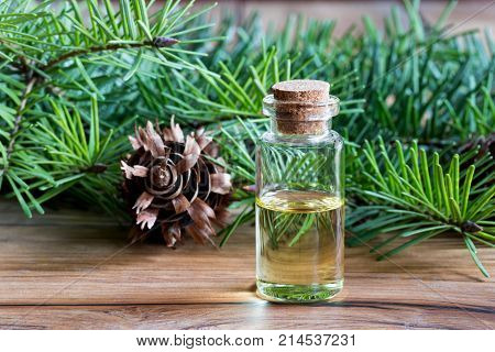 A Bottle Of Douglas Fir Essential Oil With Douglas Fir Branches