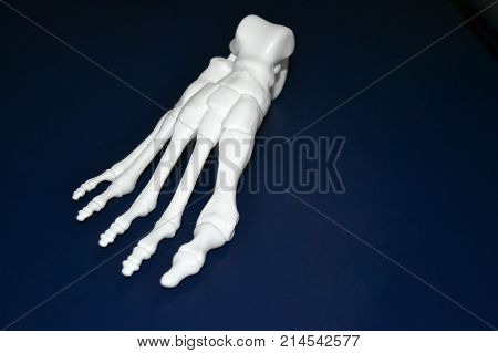White prototype of the human foot skeleton printed on 3d printer on dark surface. Fused deposition modeling, FDM. Progressive modern additive technology. Concept of 4.0 industrial revolution