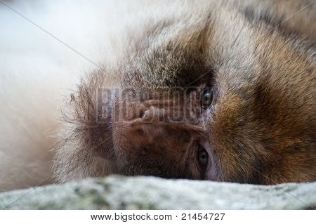 Barbary Ape