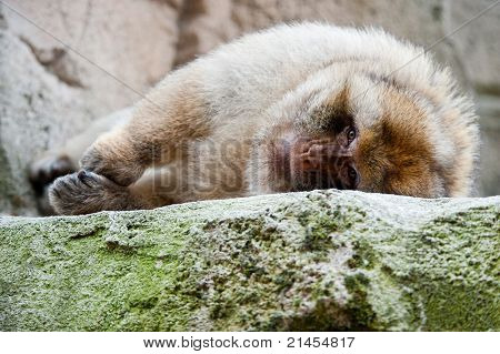 Barbary Ape