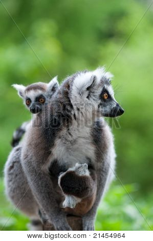 Lémur catta avec ses bébés mignons