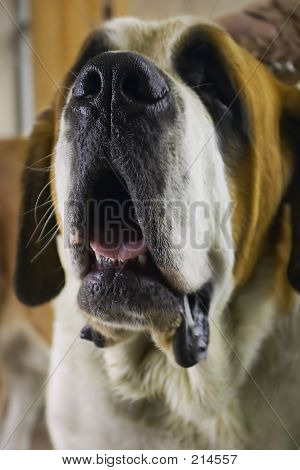 Köpeğin burnu