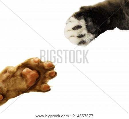 cat's paw isolated on white background. Inner side of cats paw isolated. animals paw colletction. great design for cats food. Oriental Shorthair or Cornish Rex and scottish fold cat and cats paw