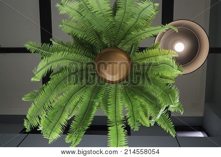 Fern in plant pot hanging on ceiling stock photo