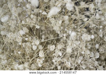 Dried little white flowers bud background stock photo