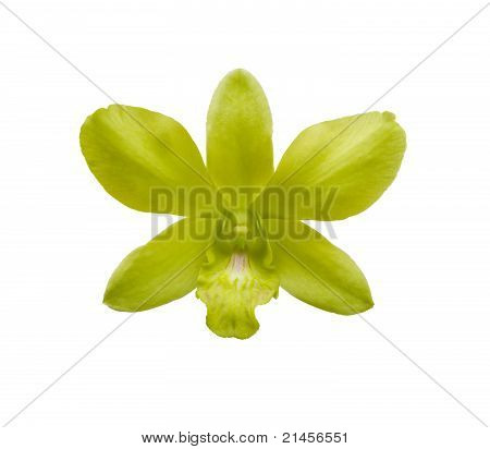 Orquídea verde aislado