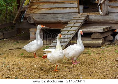 White geese are walking around their wooden house.