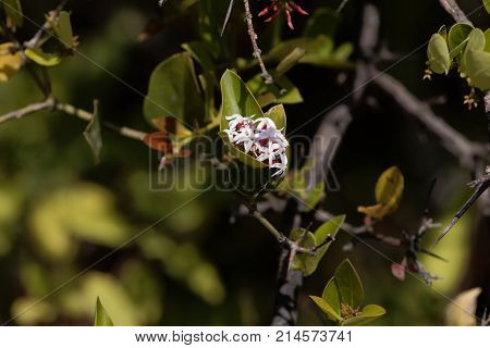 Flowers Of A Bush Plum (carissa Spinarum)