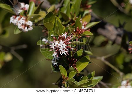 Flowers Of A Bush Plum (carissa Spinarum)