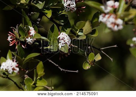 Flowers Of A Bush Plum (carissa Spinarum)
