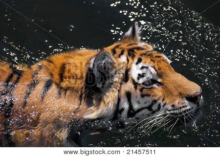 Bengal tiger