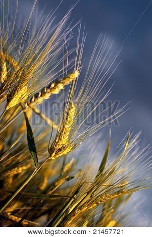 Golden Life