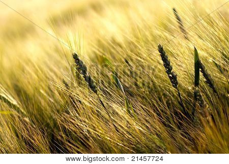 Golden life