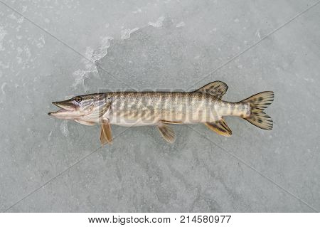 Pike Fish Lies On Snow. Winter Ice Fishing