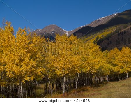 Mt. Chapin Herbst