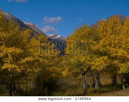 Aspens Cloaking montagne