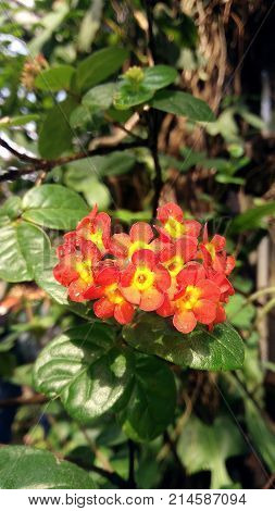 view of pretty floxers in my garden