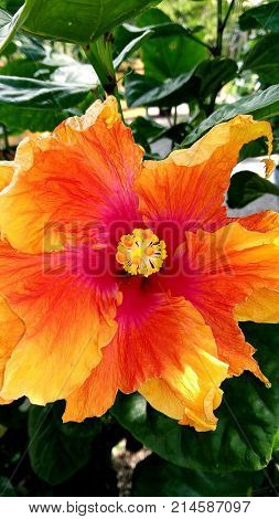 view of pretty flower in my garden