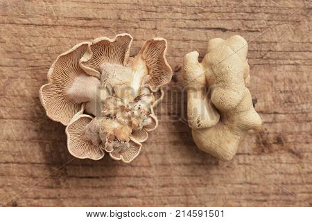 panellus stipticus mushroom known as the bitter oysterling