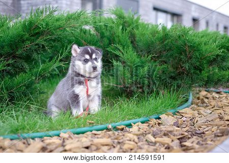 Puppy dog is waiting on the street, with copy space for text, lonely love concept.