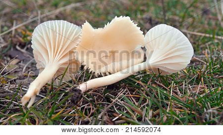 hygrocybe russocoriacea mushrooms known as cedarwood waxcap
