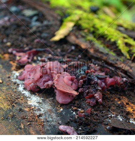 Ascocoryne sarcoides fungus known as the purple jellydisc