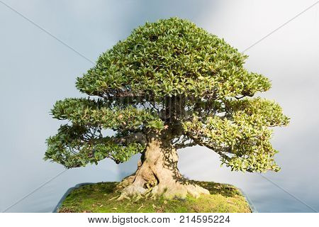 Bonsai tree with in a pot in sunlight against a grey wall, China