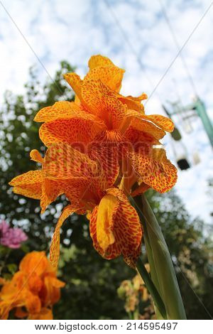 Typical tropical red and yellow flower in close-up