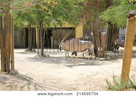 Pair of antelopes feed on the sand