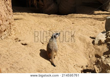 little suricato out of his hole looks around in fear