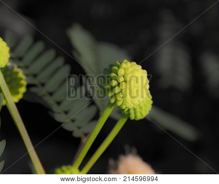 Macro photo of a green berry with leaves in the background