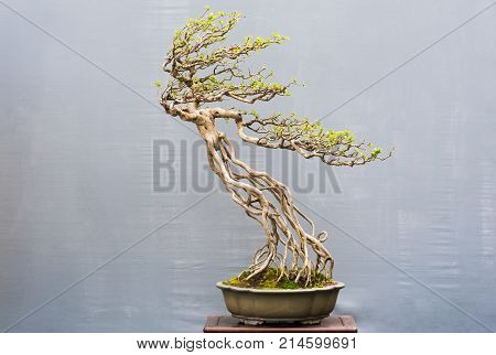 Bonsai ficus tree against a grey wall, China