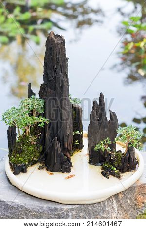 Bonsai trees on a rock with a pond in the background, China