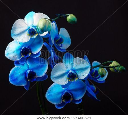 Blue orchid