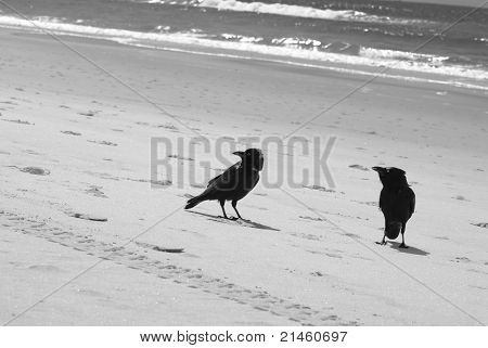 Australian Ravens on the beach