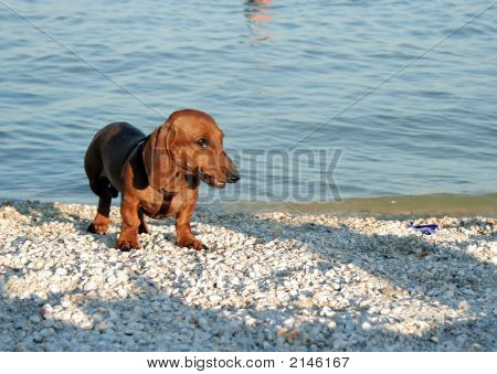 Dackel am Strand
