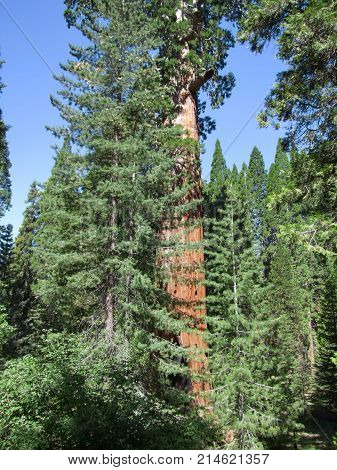 scenery at the Sequoia and Kings Canyon National Park with sequoia trees in California USA