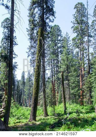 scenery at the Sequoia and Kings Canyon National Park with sequoia trees in California USA