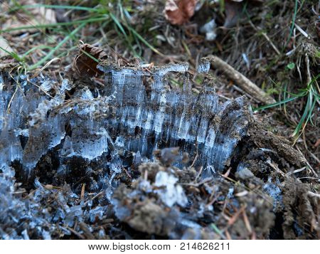 Frost needles forming under neath the ground in early winter.