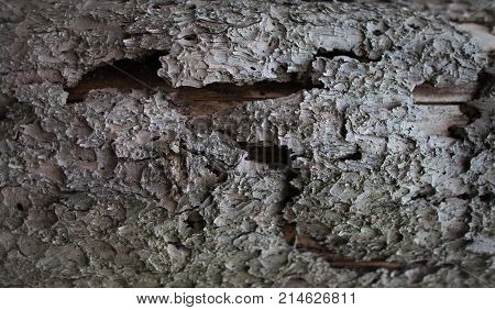 The old bark covered with cracks and traces of a bug bark beetle.