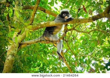 Affe im Baum