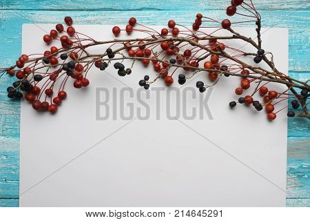White background with branches with small apples and black Privet berry,  close-up, Top view