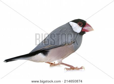Java sparrow in front of white background