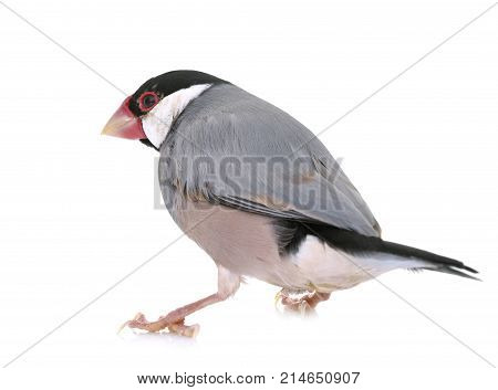 Java sparrow in front of white background