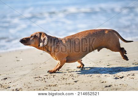 brown dachshund running on the beach in septembre