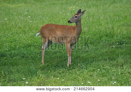 White tail deer in Robert Moses State Park, Massena, New York.