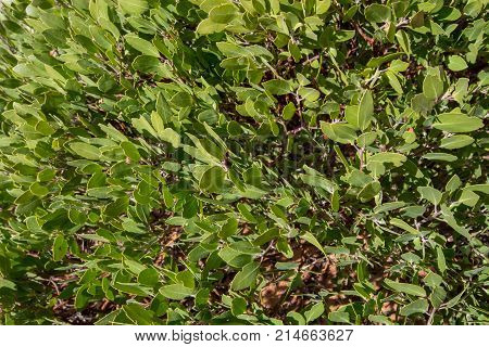 Small Desert Plant Fills Frame in Kolob Canyon
