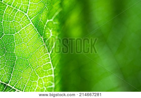Select focus of green leaf texture macro and bleary of leaves texture.Useful as background.