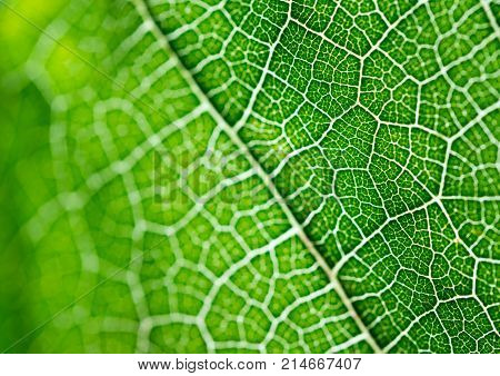 Select focus of green leaf texture macro and bleary of leaves texture.Useful as background.