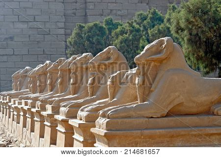 Avenue of the ram-headed Sphinxes in Karnak Temple - Luxor, Egypt. The avenue of sphinxes consist of statues with lions' bodies and the heads of rams, symbolizing Amun.